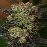 Next Generation Seeds NY Purple Diesel Feminized