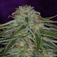 TGA Subcool Seeds The Flav Regular