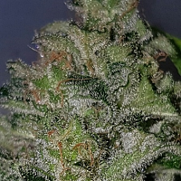 Bulk Exclusive Seeds Chemdog Millionaire Guava Feminized