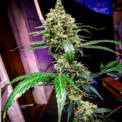 Manderine Dream XL Auto - Feminized - BSB Genetics