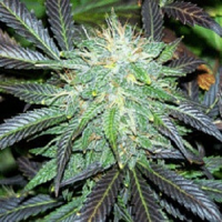 Sagarmatha Seeds Black Domina Auto Feminized