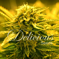 Delicious Seeds Sugar Black Rose Auto Feminized