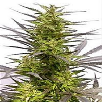KC Brains Seeds KC45 Feminized