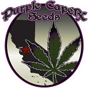 GOLD LINE Strawberry Shortcake - Regular - Purple Caper Seeds