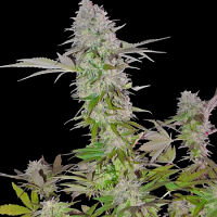 Sumo Seeds Sweet Harlem Diesel Regular