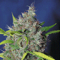 Sagarmatha Seeds Blueberry Bud Feminized