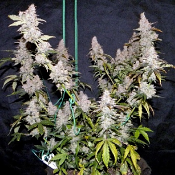 The King in the North Auto - Feminized - Sensible Seeds Premium Selection