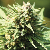 Slightly Stoopid Fruits - Feminized - Humboldt Seed Company