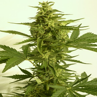 T.H.Seeds Auto Critical HOG Feminized