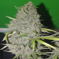 Connoisseur Genetics Seeds Strawberry Sour Haze Feminised
