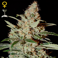 Green House Seeds Chemdog Feminised