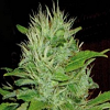BlimBurn Seeds Mango Feminized