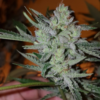 Connoisseur Genetics Seeds Silver Nevil Jones Feminized