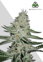 Auto Seeds Dreamberry Auto Feminized