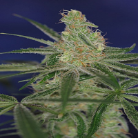 TGA Subcool Seeds Jacks Cleaner #2 Regular