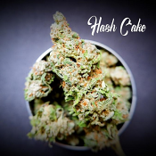 Hash Cake - Feminized - Tastebudz