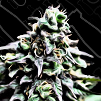 Critical Mass Collective Seeds Auto Masszar Feminized