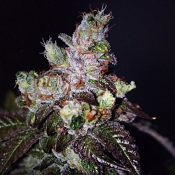 Island Punch - Feminized - The Cali Connection