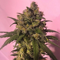 House of The Great Gardener Seeds Highlo Feminized