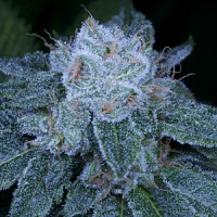 Archive Seeds HashBar OG Regular