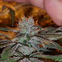 Connoisseur Genetics Seeds Grateful Casey Jones Mix Pack Feminized