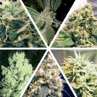 Ceres Seeds Ceres Indoor Mix Regular