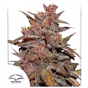 CBD Auto Blackberry Kush - Feminized - Dutch Passion