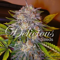 Delicious Seeds Caramelo Feminized