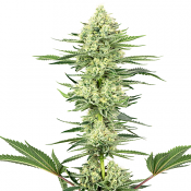 White Gorilla Haze - Feminized - White Label Seeds (American Line)