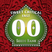 Sweet Critical Fast Version - Feminized - OO Seeds