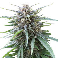 Seed Stockers Seeds Frizzy Kush Feminized