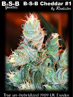 B-S-B Cheddar #1 - Feminized - BSB Genetics