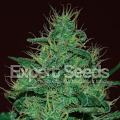 Amnesia Haze Auto – Feminized – Expert Seeds