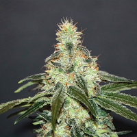Kannabia Seeds Mataro Blue CBD Feminized