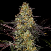 El Dorado O.G. - Feminized - Paradise Seeds