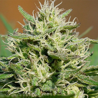 Spliff Seeds Medical Kush Automatic Feminized