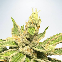 Ministry of Cannabis Seeds Mamacita's Cookies Feminized