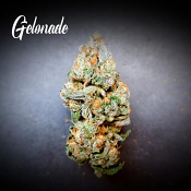 Gelonade - Feminized - Tastebudz