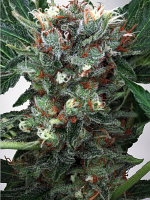 Ministry of Cannabis Seeds Zensation Feminized