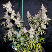 The King in the North Auto - Feminized - Bulk Seeds Premium