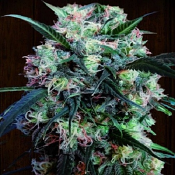 Kali China - Feminized - Ace Seeds