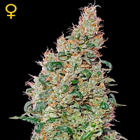 Green House Seeds Green-O-Matic Auto Feminised