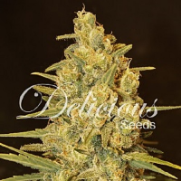 Delicious Seeds Critical Sensi Star Feminized
