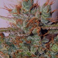 Spliff Seeds White Widow Regular (Silver)