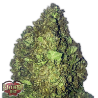 Heavyweight Seeds Short & Sweet Auto Feminized