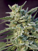 Black Hawk Auto - Feminized - Big Monster Seeds