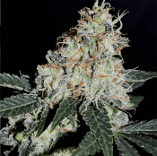 Stardawg - Feminized - BSB Genetics