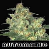 Samsara Seeds Shot Adrenaline Auto Feminised