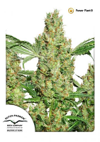 Dutch Passion Seeds Power Plant Feminized