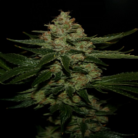 T.H.Seeds UnderDawg Kush Feminised